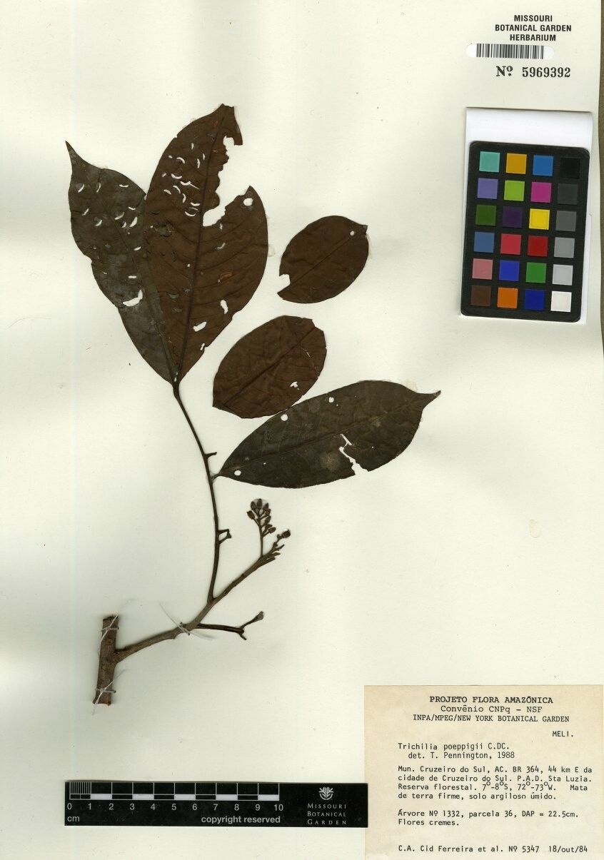 Trichilia poeppigii other