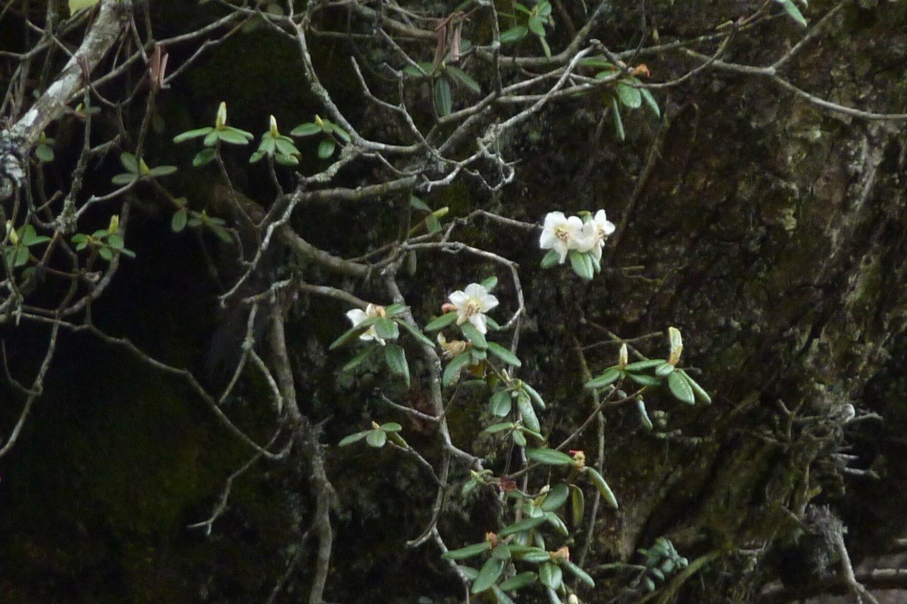 Rhododendron camelliiflorum flower