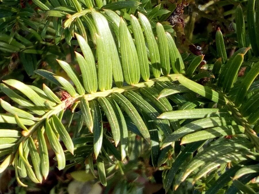 Cephalotaxus fortunei leaf