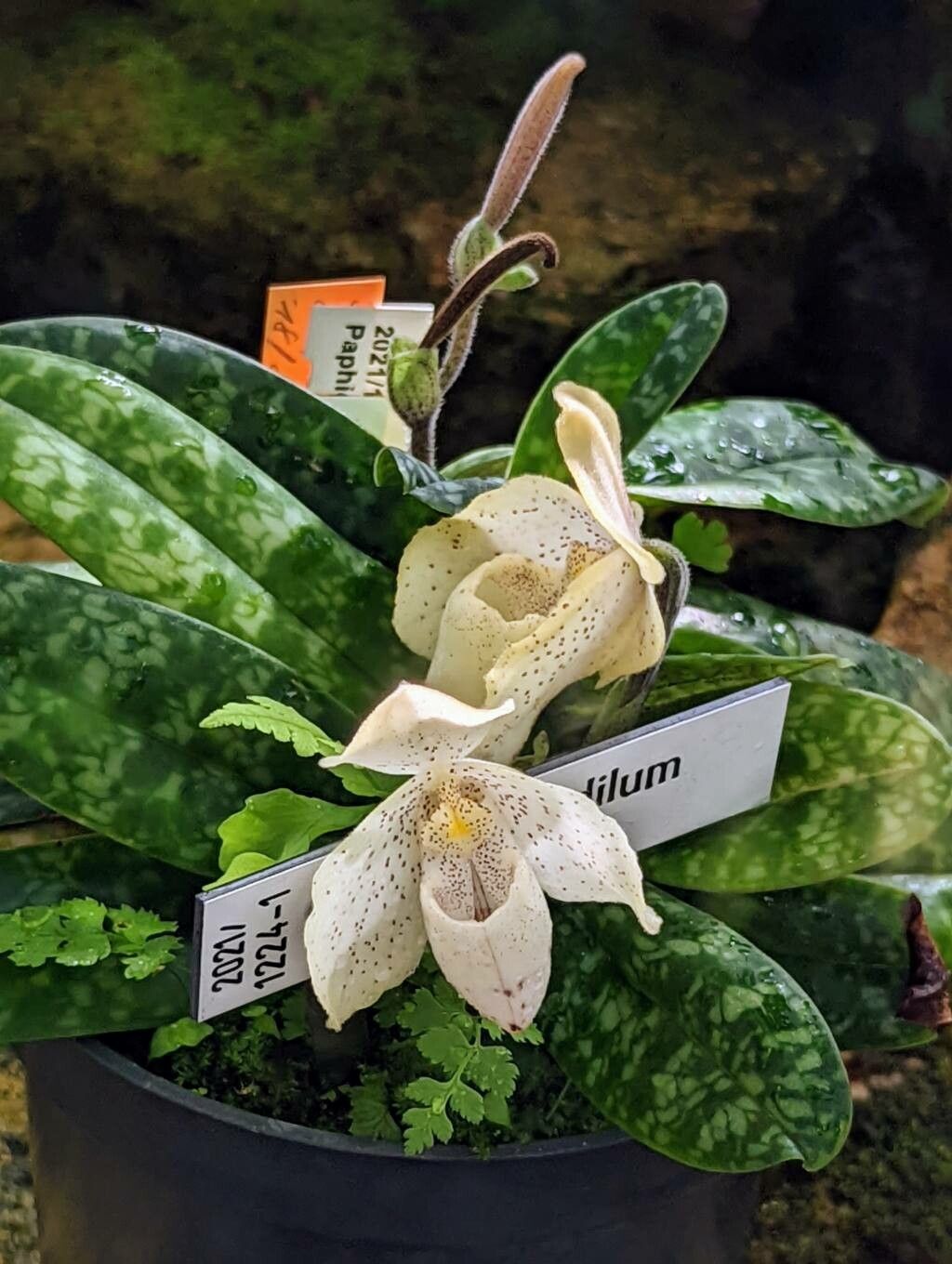Paphiopedilum concolor flower