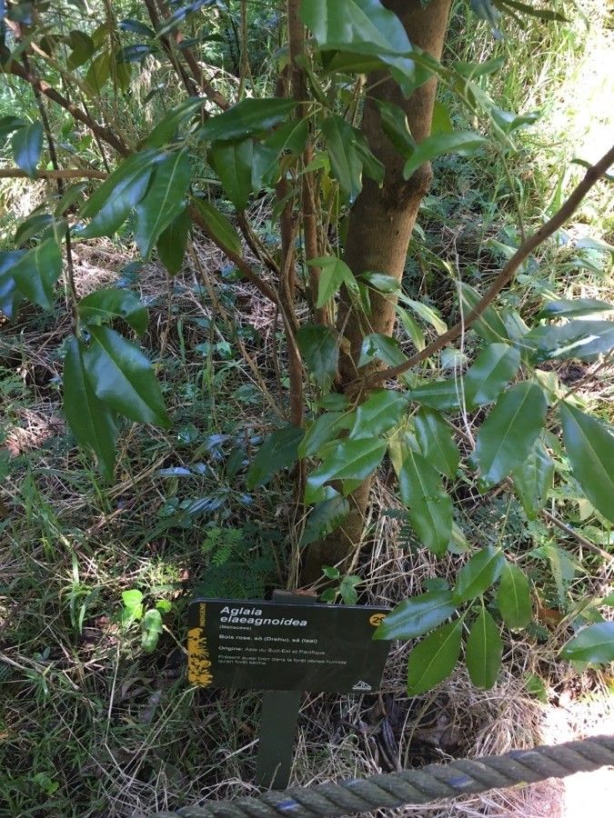 Aglaia elaeagnoidea leaf
