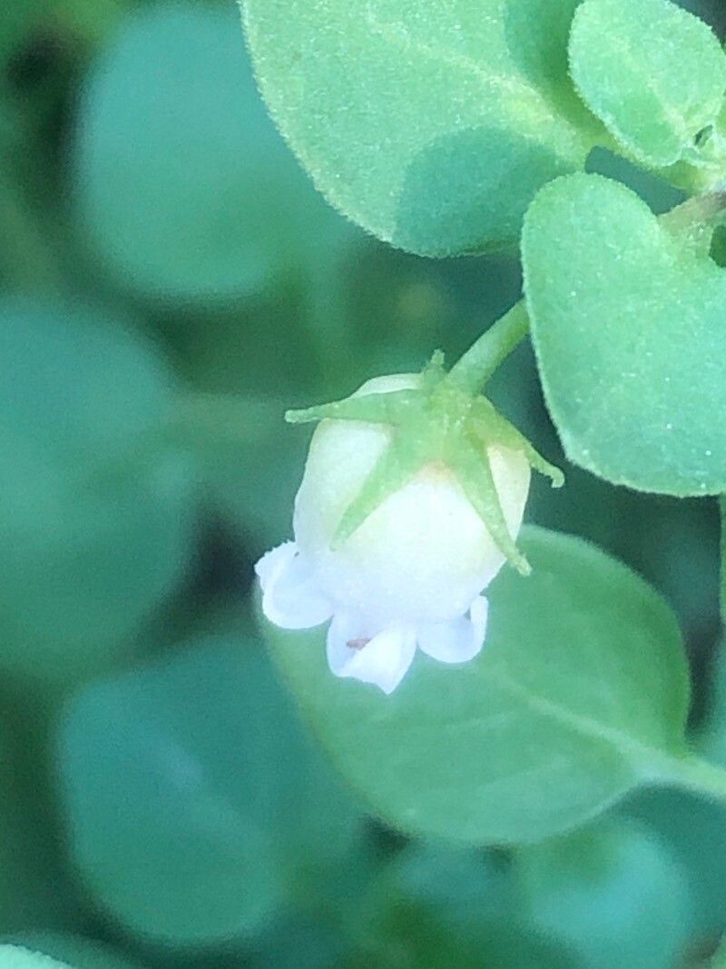 Salpichroa origanifolia flower