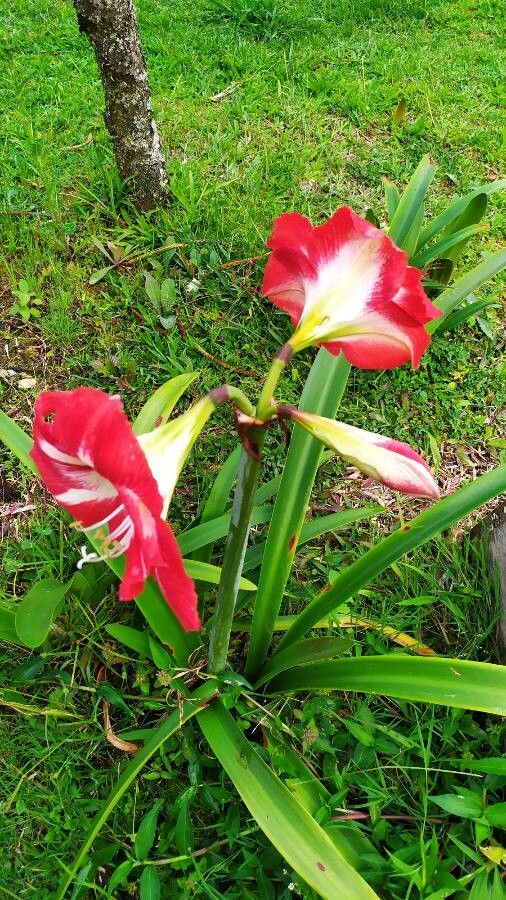 Hippeastrum correiense leaf