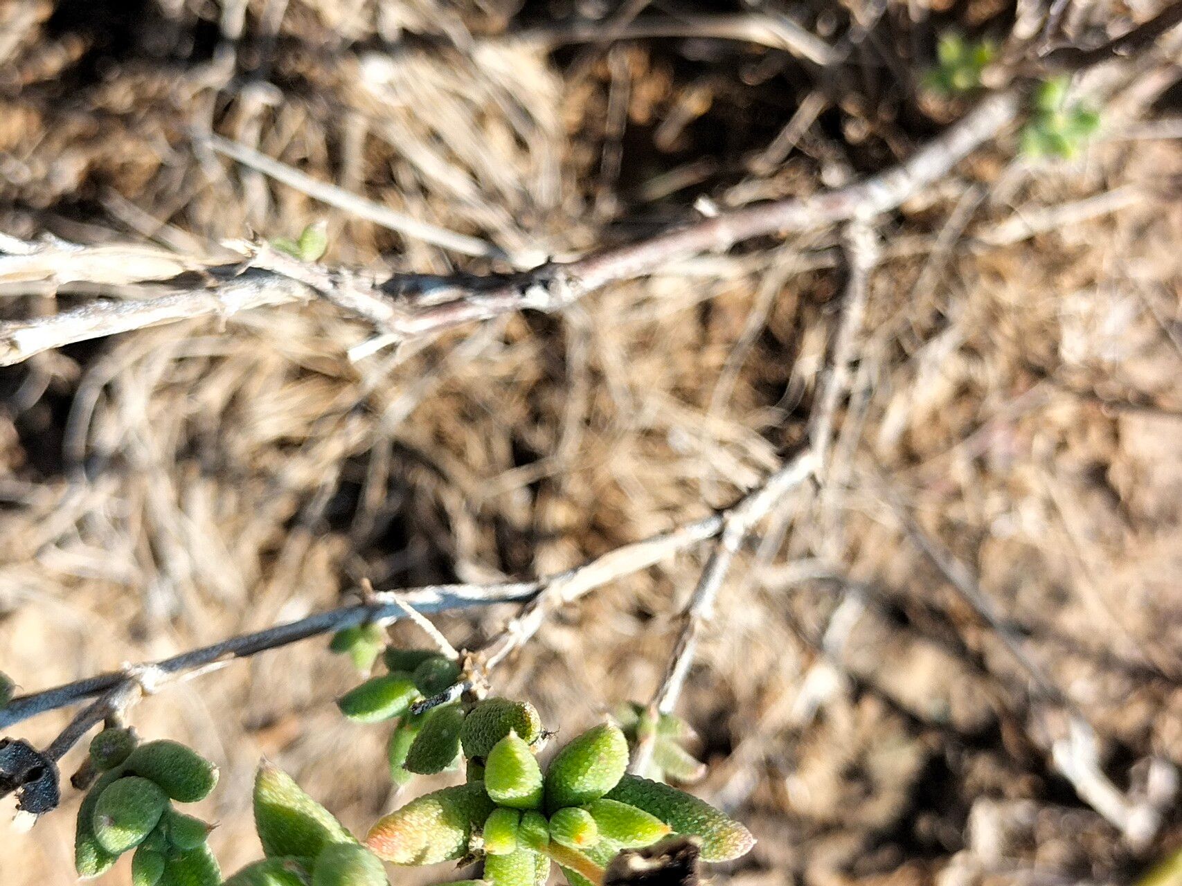 Trichodiadema pomeridianum bark