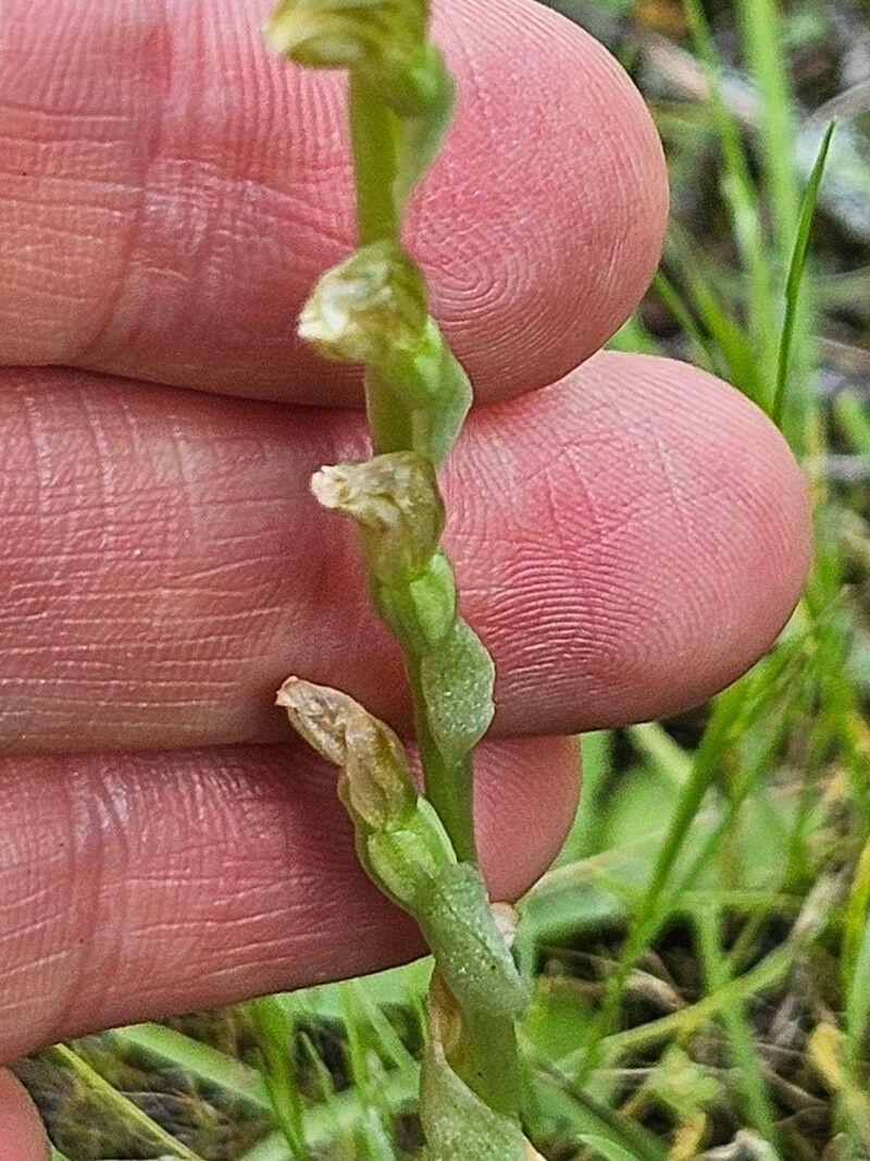 Pterostylis cycnocephala — houseplant care guide