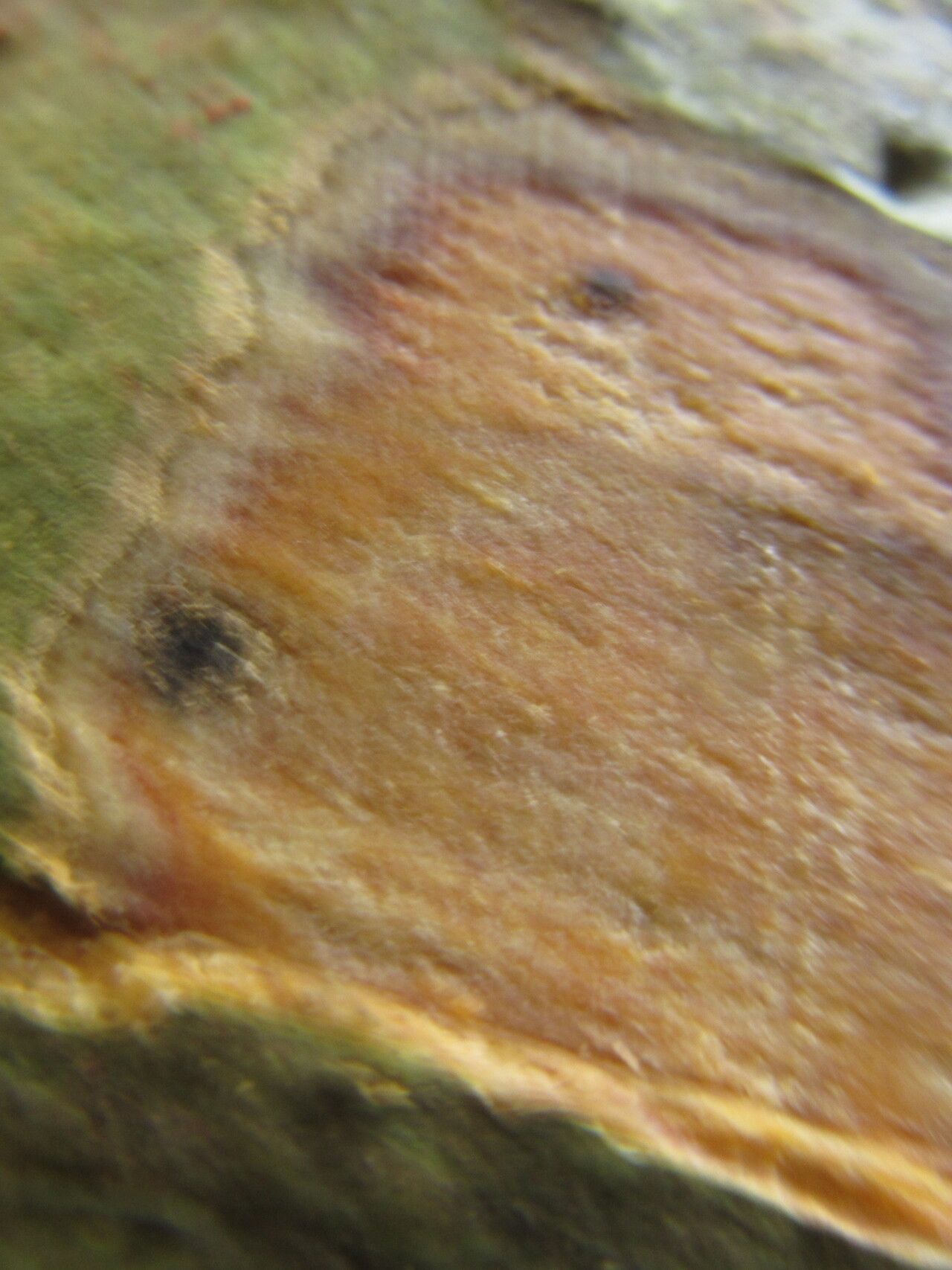 Drypetes cinnabarina other