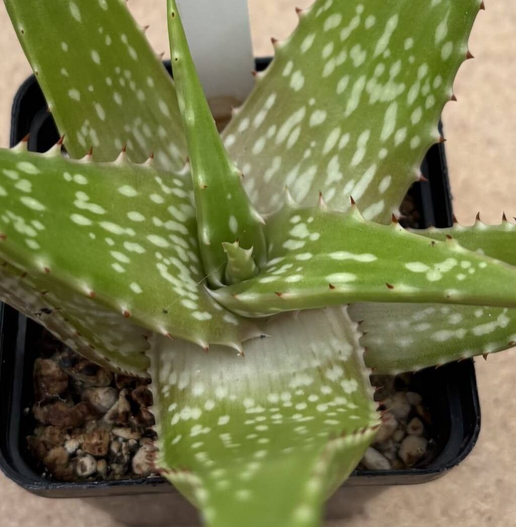 Aloe lolwensis — houseplant care guide