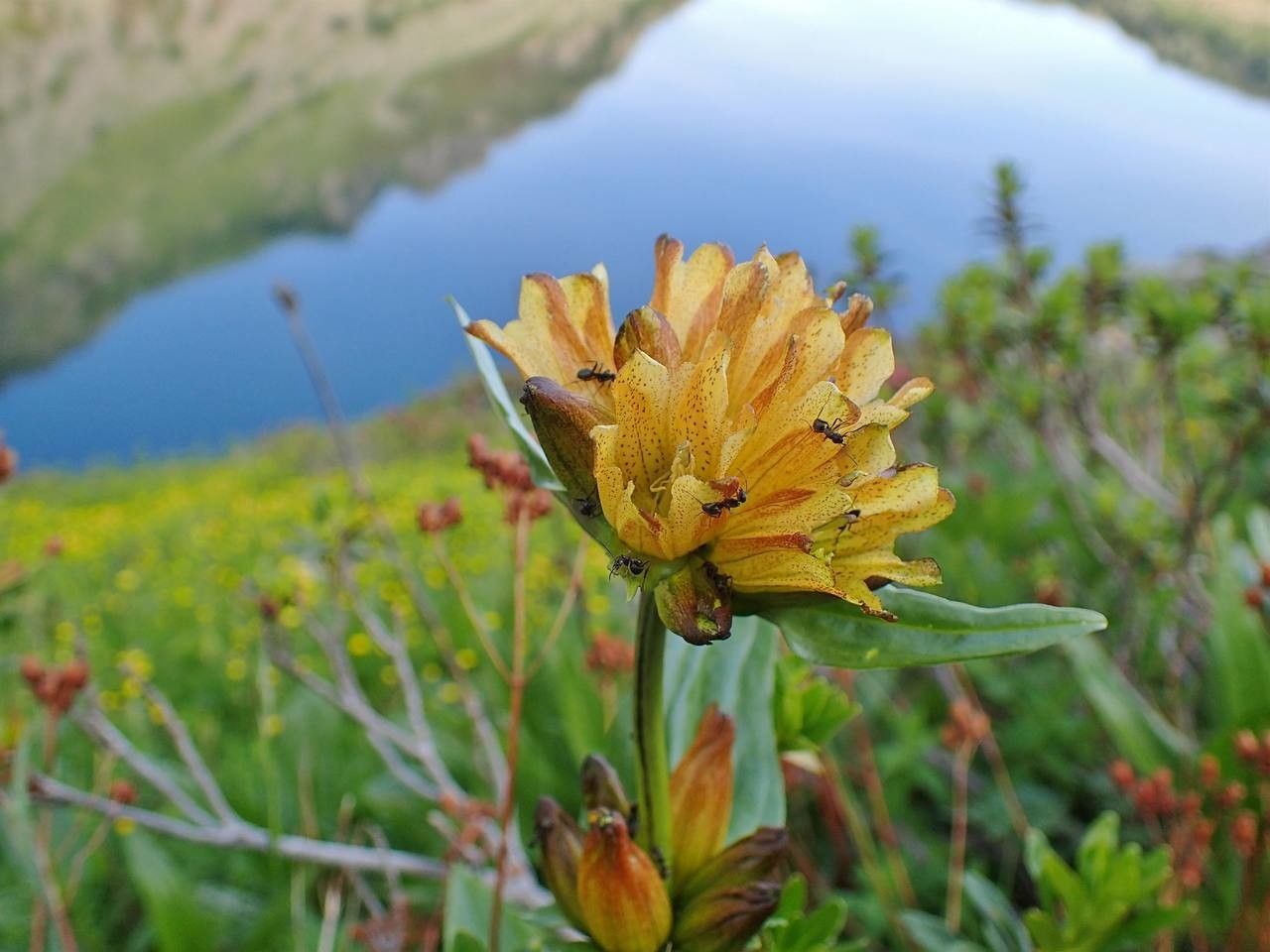 Gentiana punctata fruit