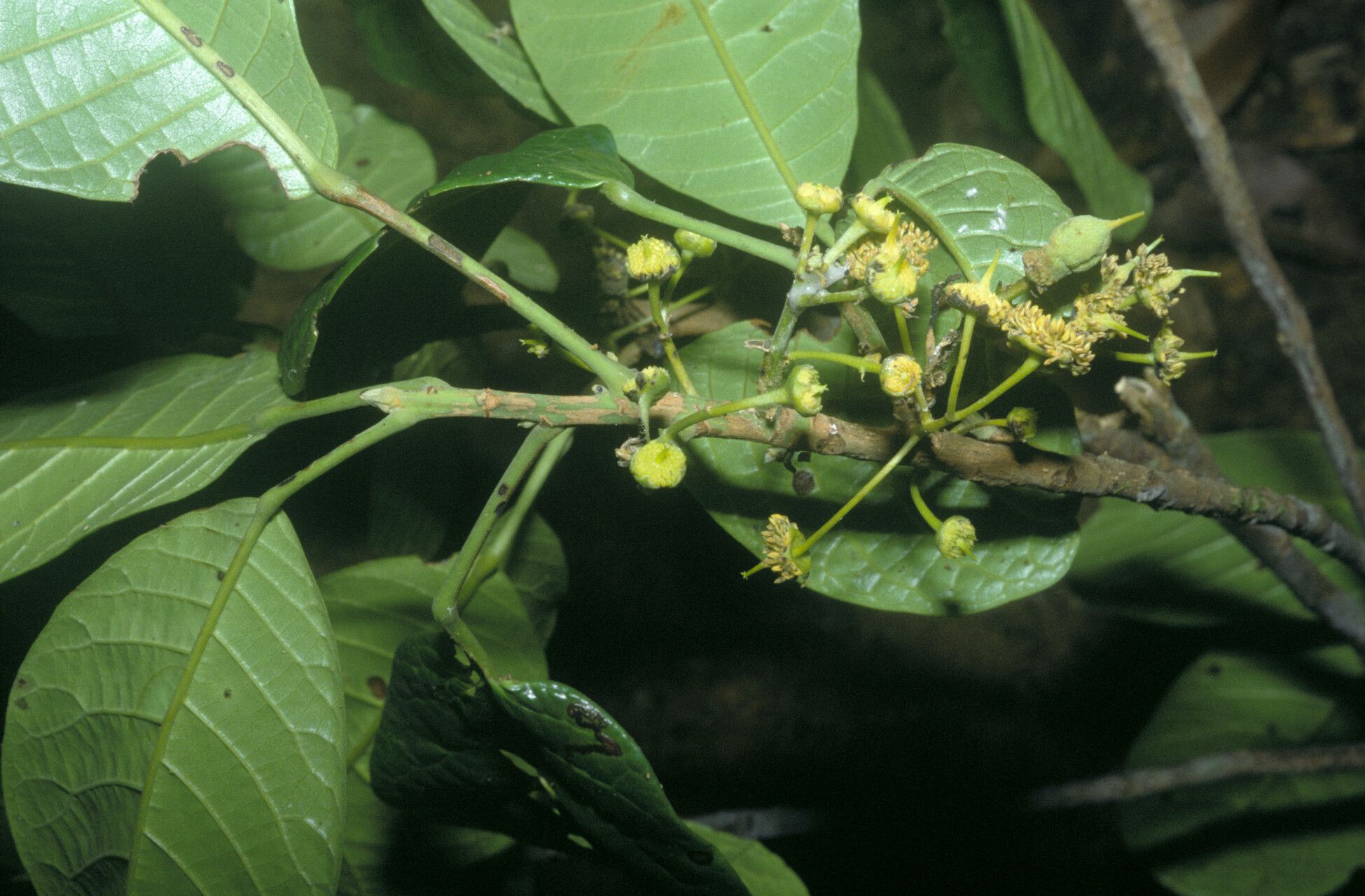 Sloanea obtusifolia — houseplant care guide