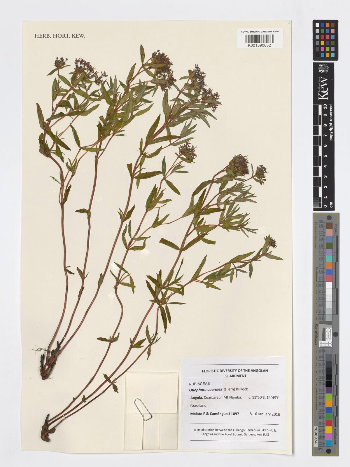 Otiophora caerulea — related species from the same genus