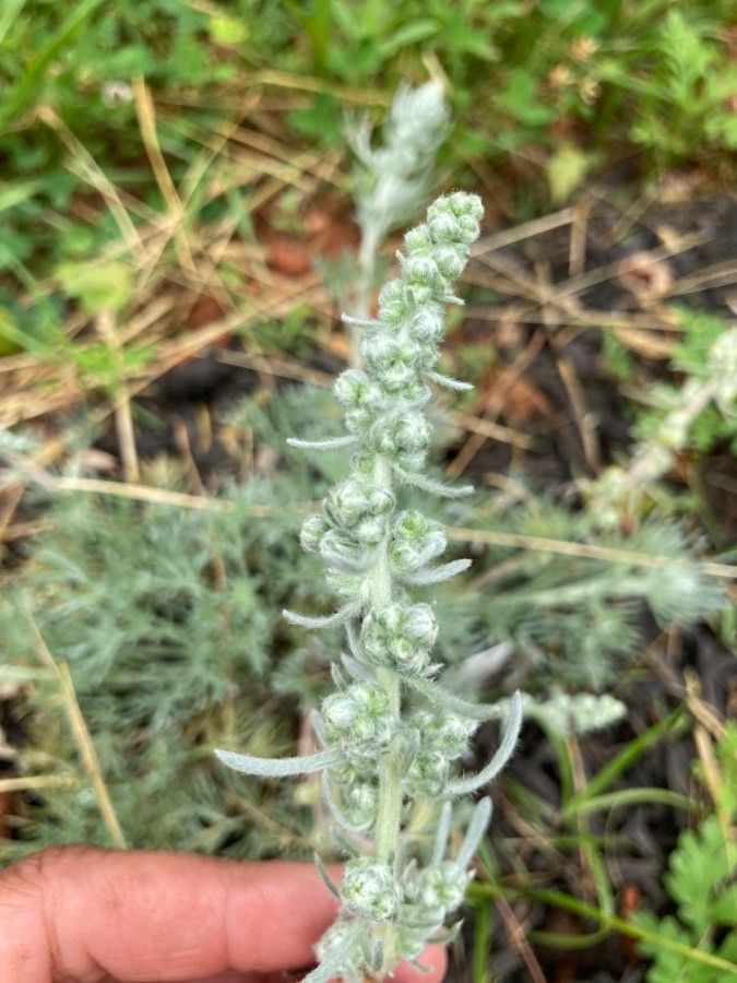 Artemisia pycnocephala flower
