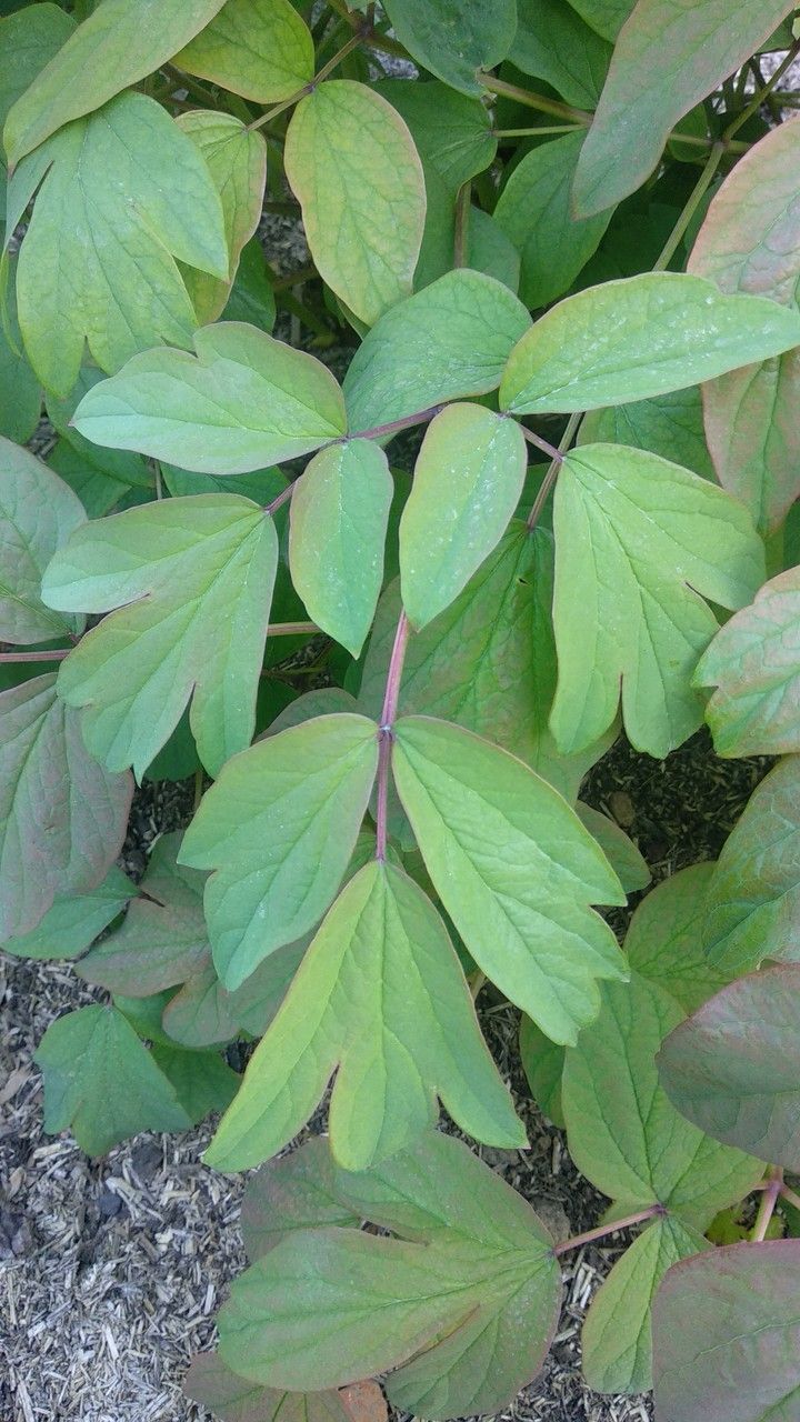 Paeonia ostii — search result for 'Paeoniaceae'