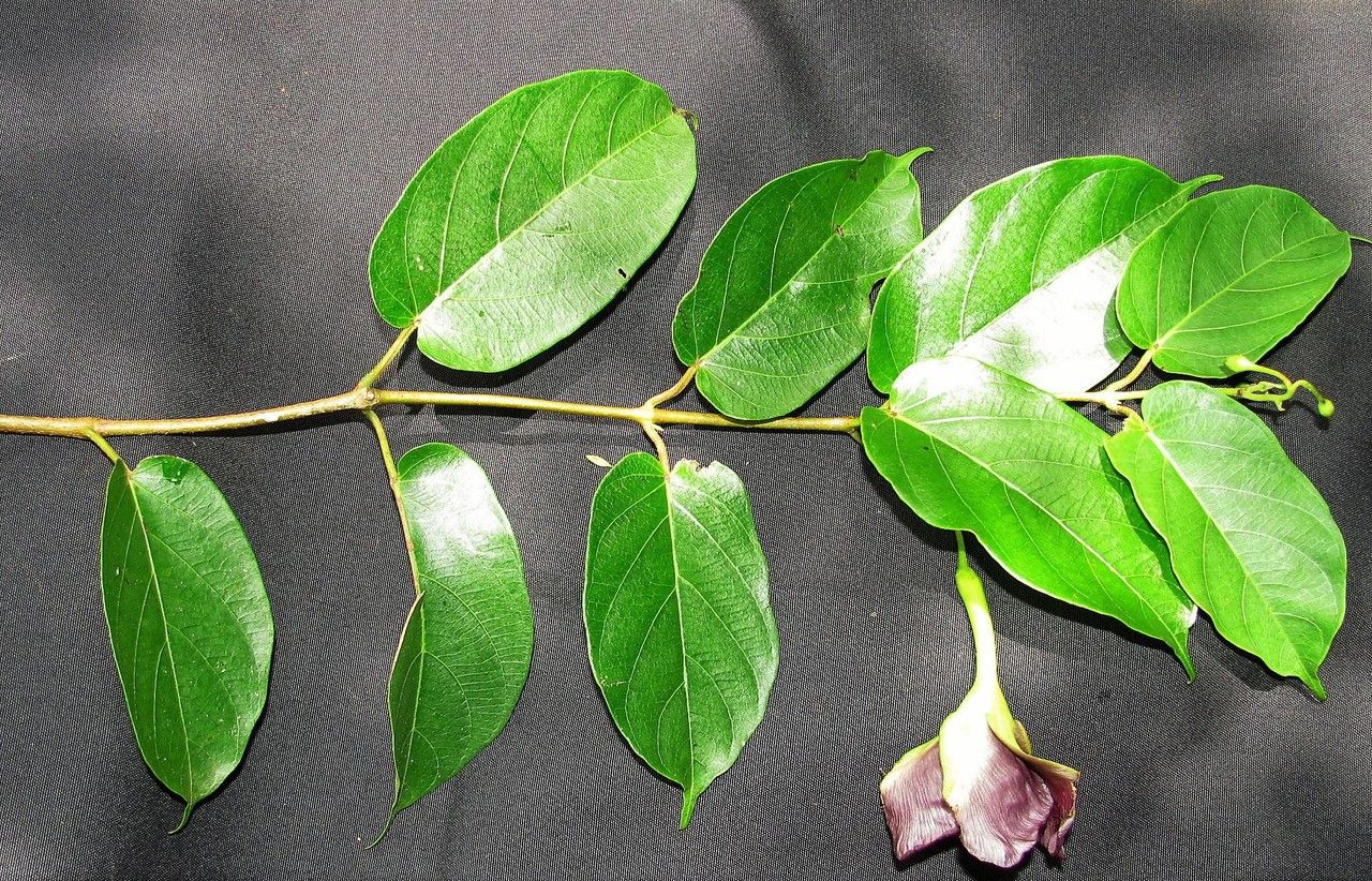 Mandevilla veraguasensis other