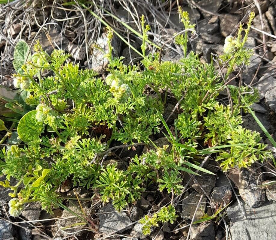 Tragia pinnata habit
