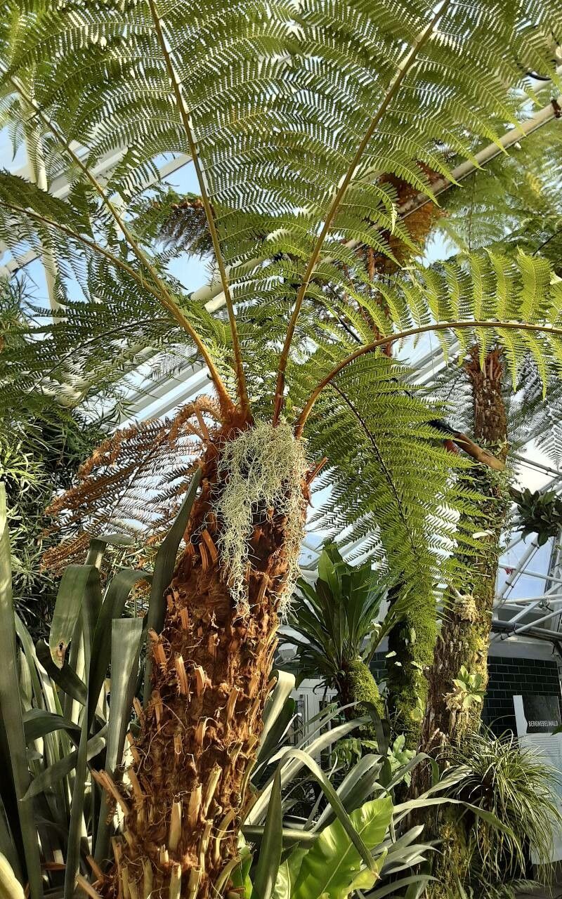 Dicksonia antarctica flower