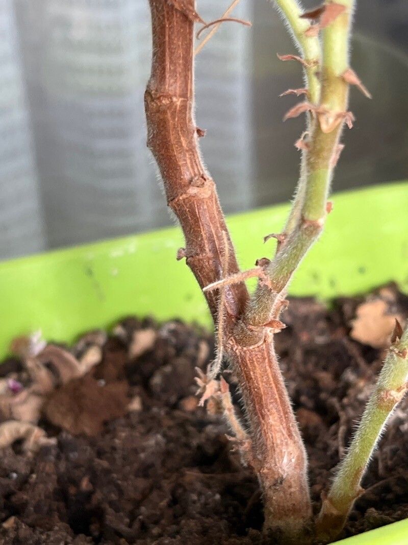 Pelargonium panduriforme bark