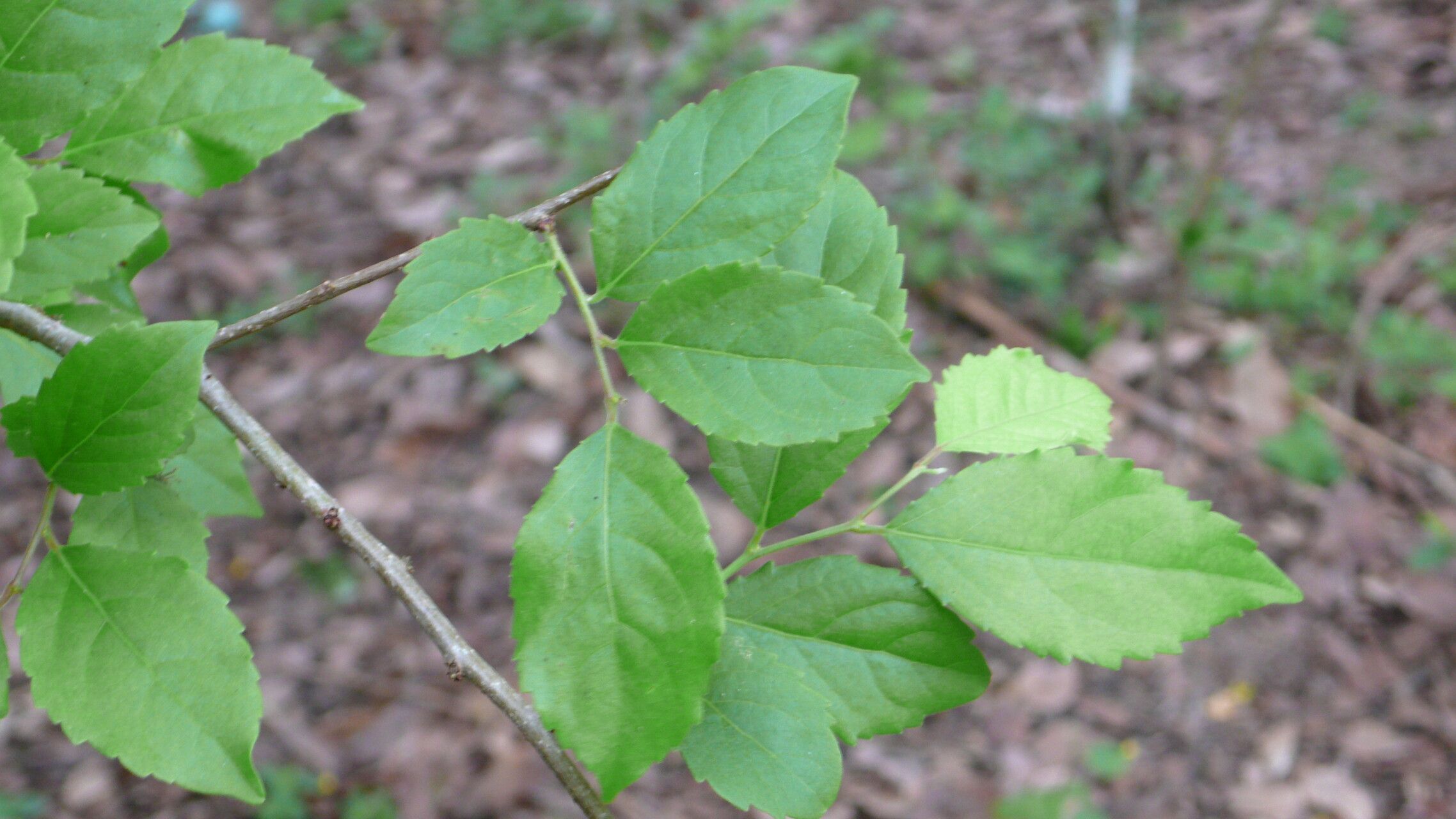 Xylosma ciliatifolium — search result for 'Xylosma'