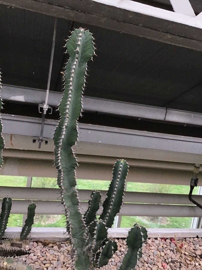 Euphorbia polyacantha — houseplant care guide