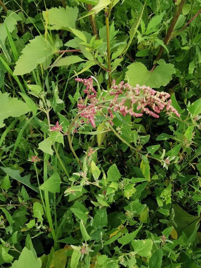 Atriplex prostrata flower