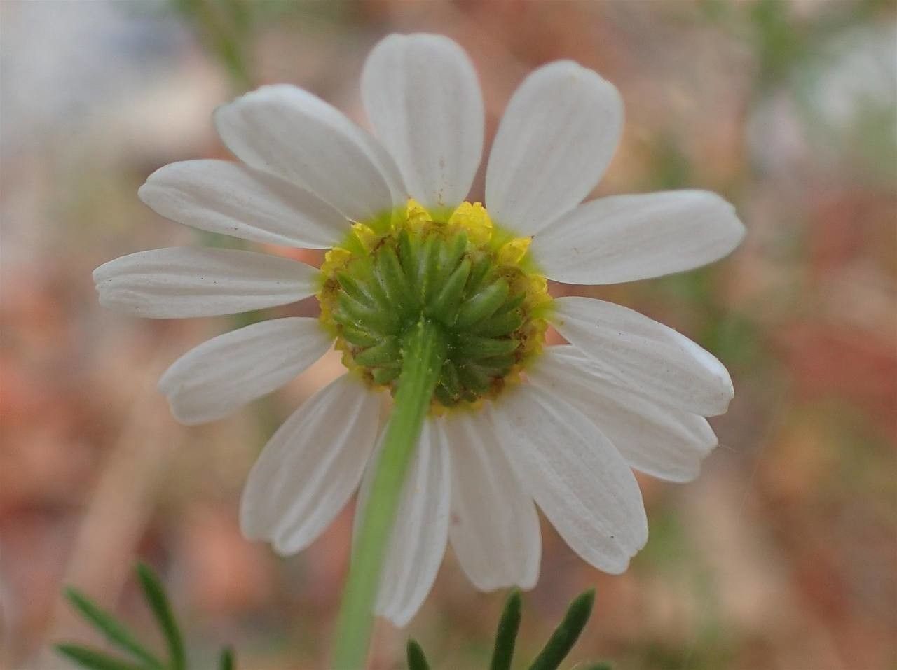 Matricaria chamomilla flower