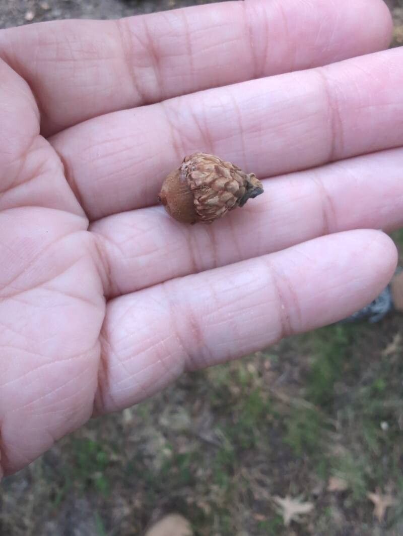 Quercus pagoda fruit