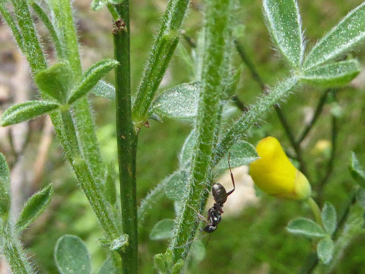 Cytisus balansae bark