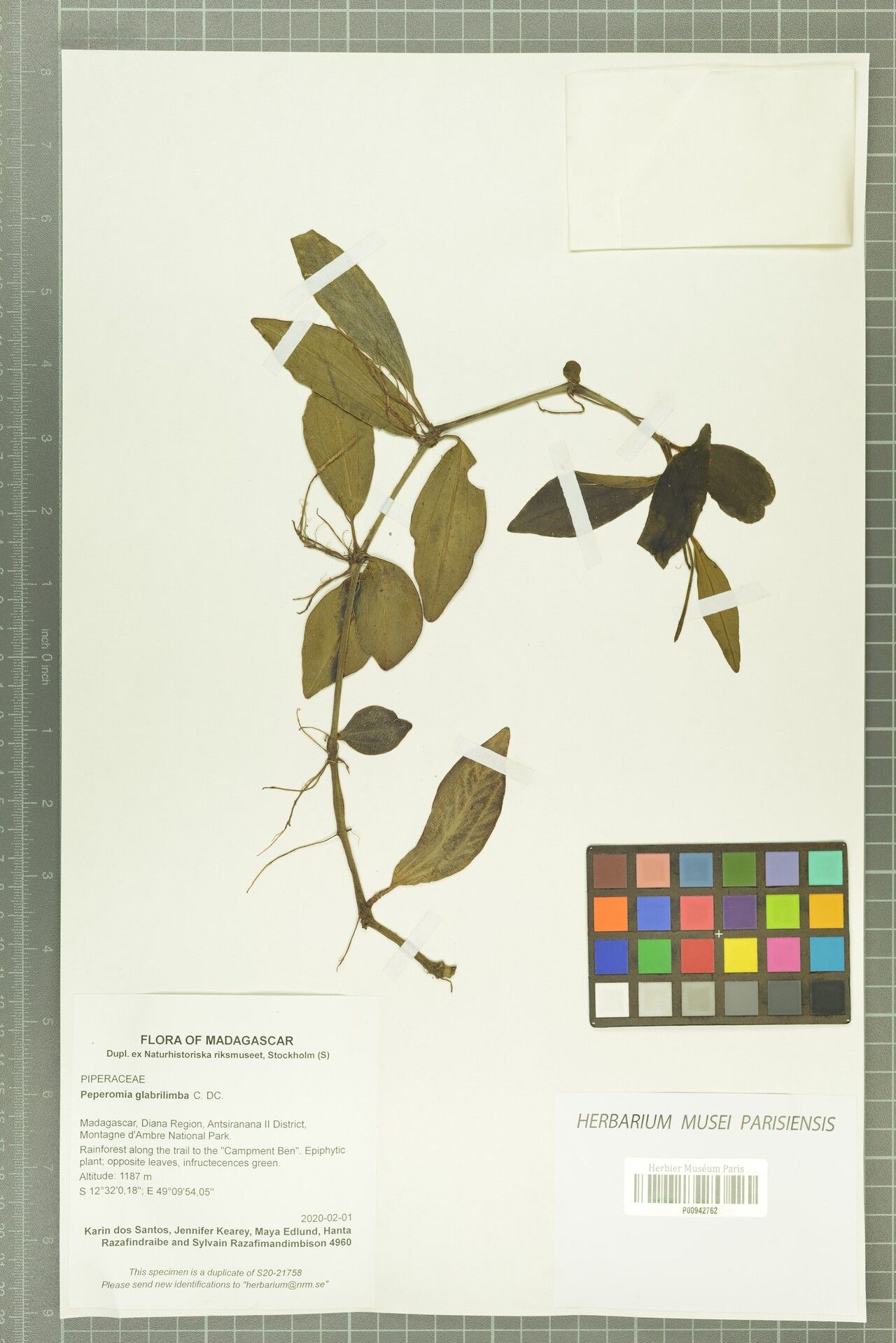 Peperomia glabrilimba — houseplant care guide