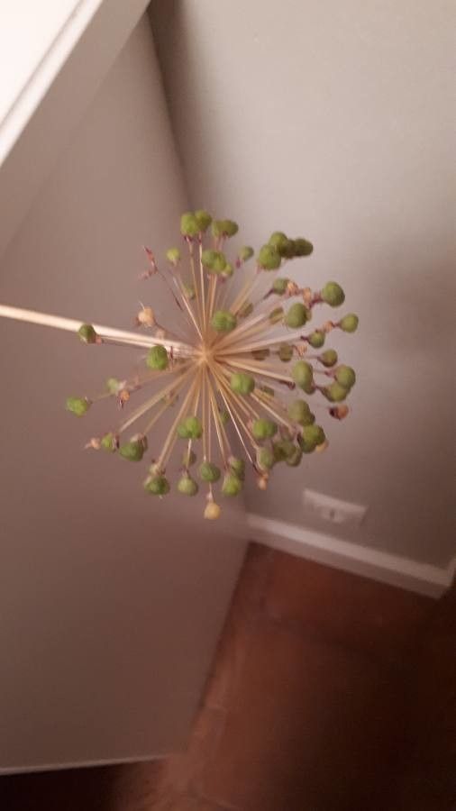 Allium atroviolaceum fruit