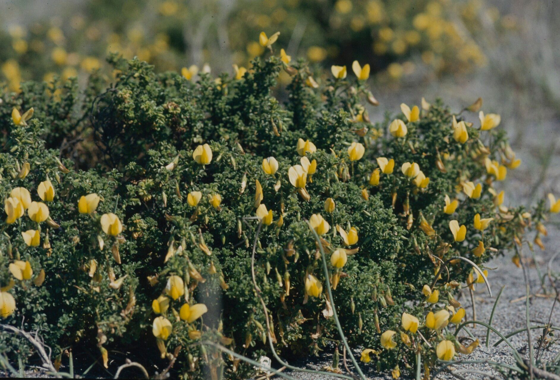 Ononis talaverae — houseplant care guide