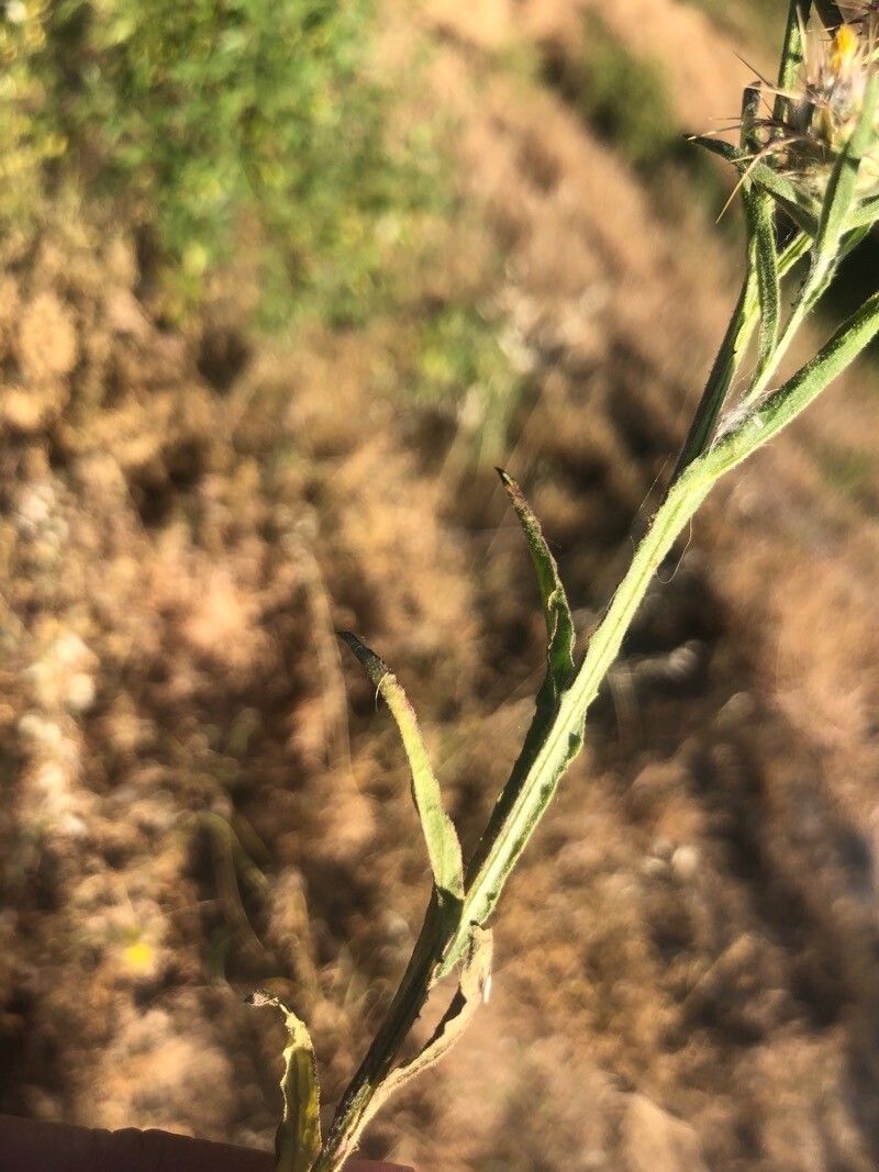 Centaurea melitensis leaf