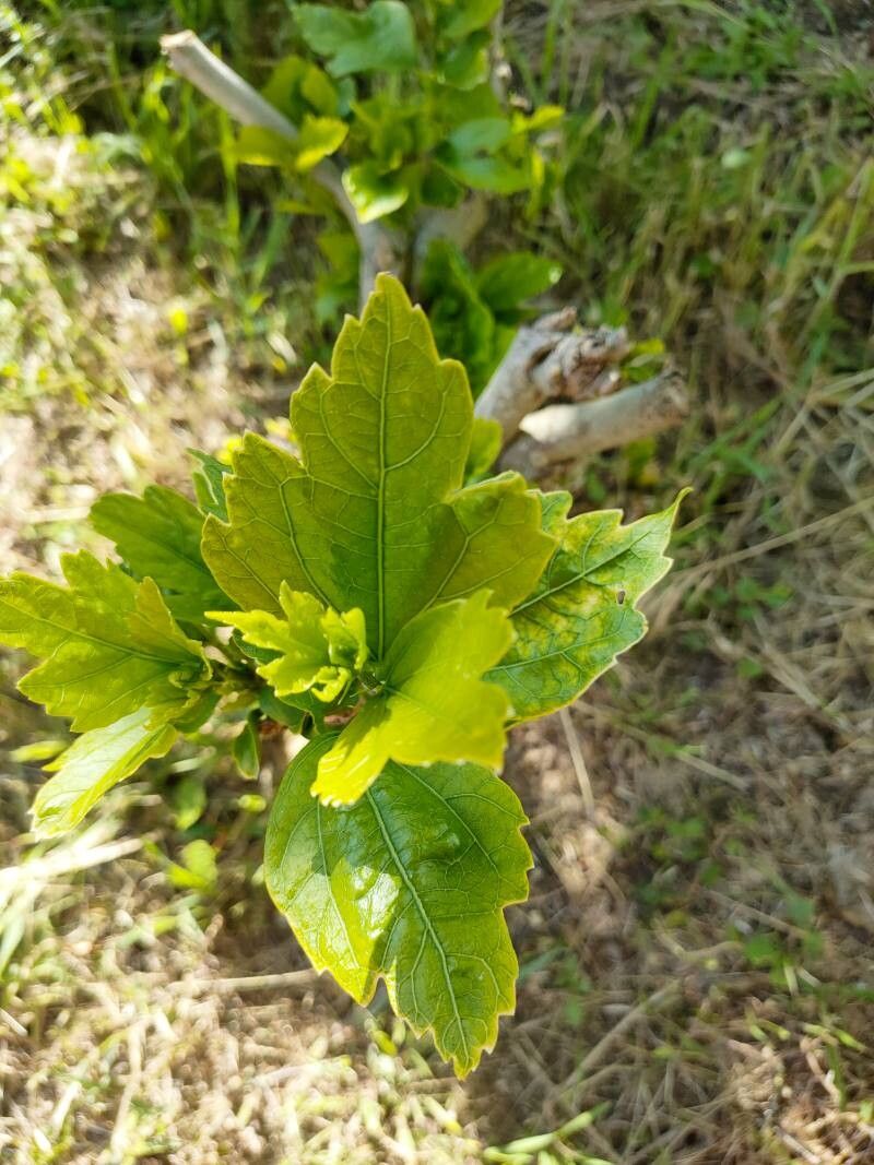 Hibiscus × sabei — search result for 'Hibiscus'