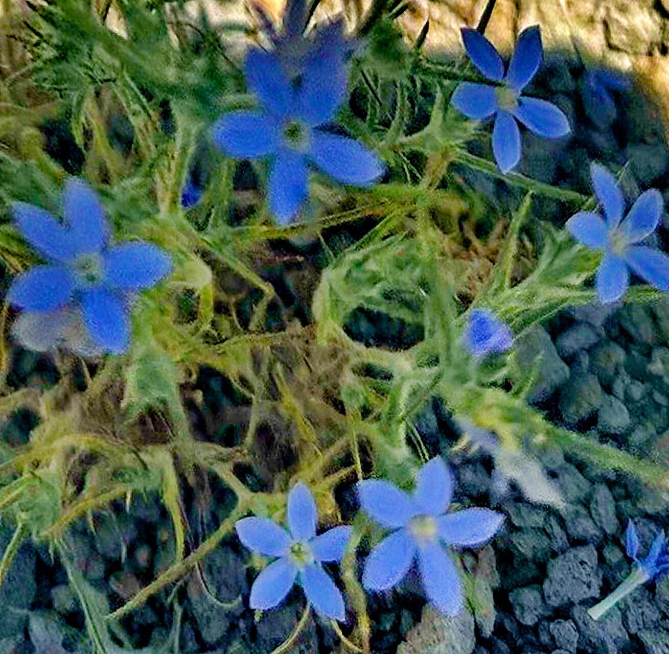 Eriastrum wilcoxii — related species from the same genus