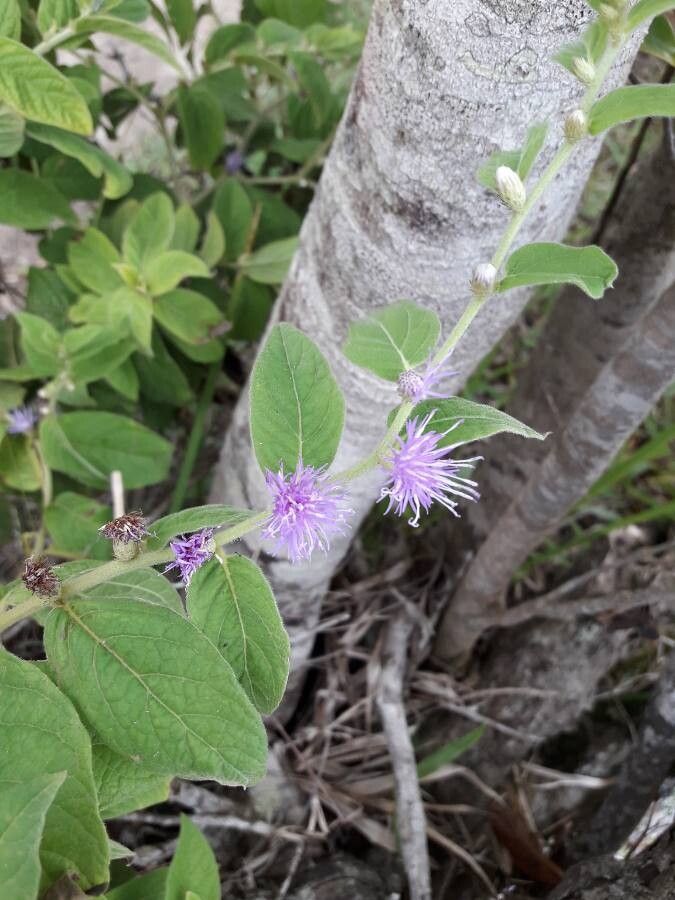 Vernonia arborescens flower