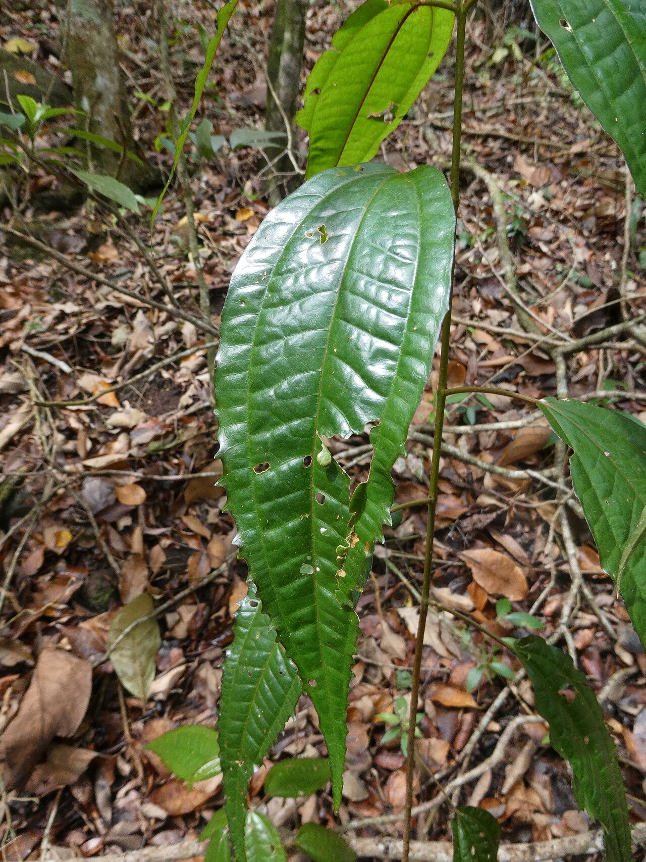 Miconia cornifolia — houseplant care guide