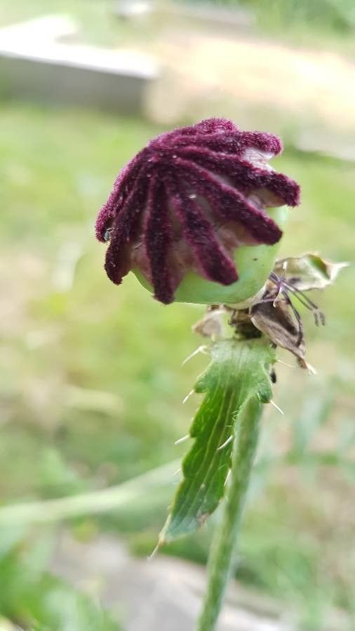 Papaver bracteatum fruit
