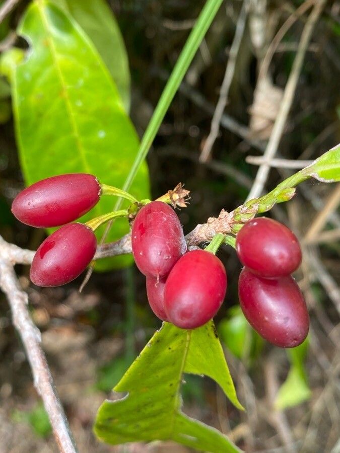 Erythroxylum squamatum fruit