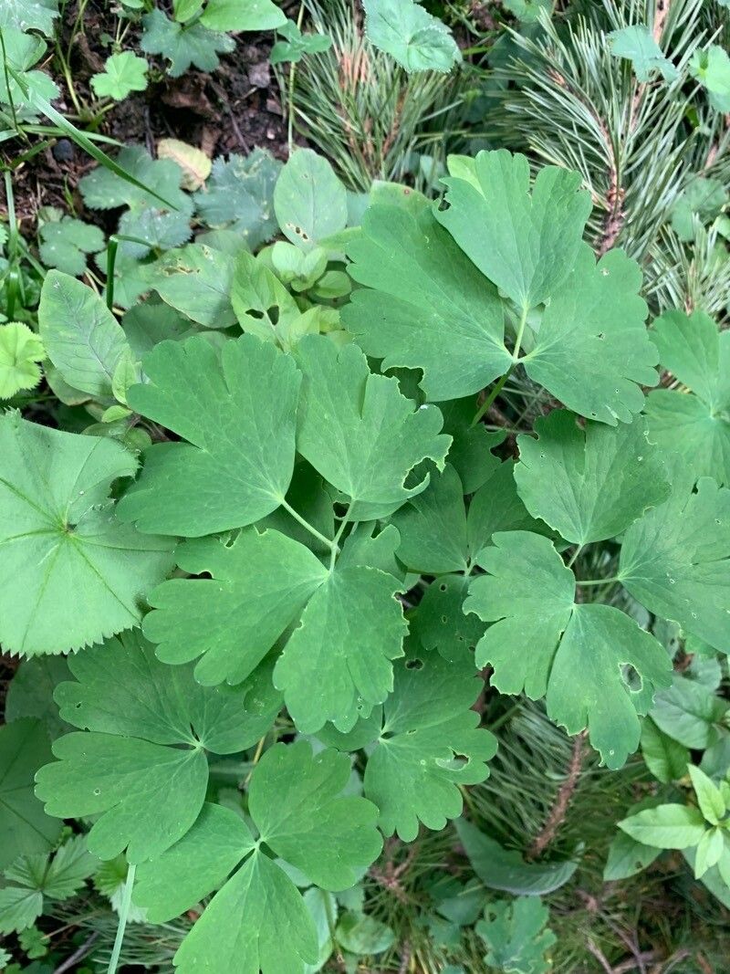 Aquilegia olympica leaf