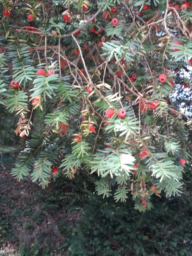 Taxus brevifolia fruit