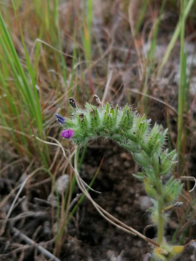 Echium arenarium flower