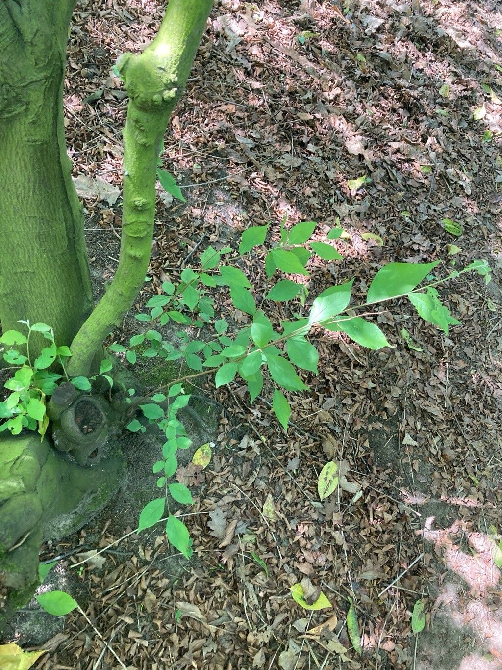 Pourthiaea villosa leaf