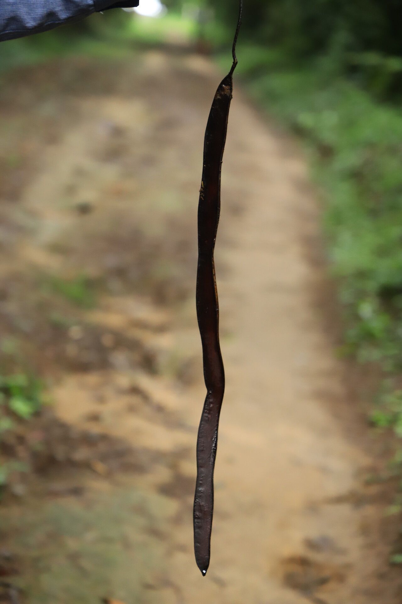 Newtonia glandulifera fruit