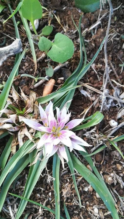 Colchicum corsicum flower