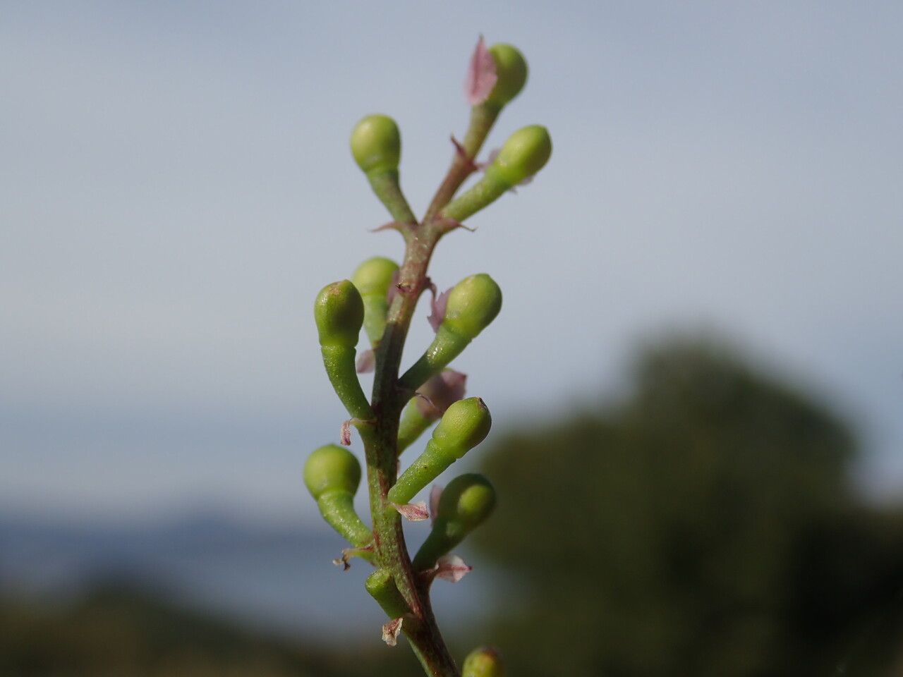 Fumaria bastardii fruit
