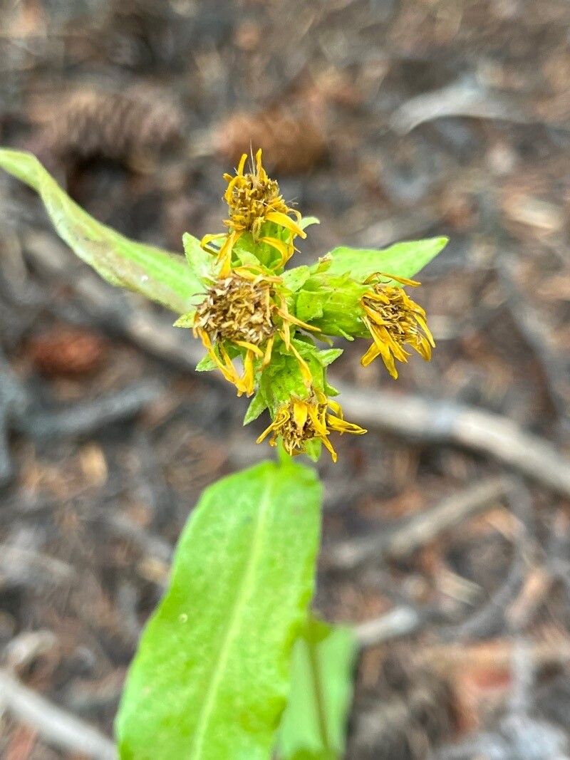 Oreochrysum parryi flower