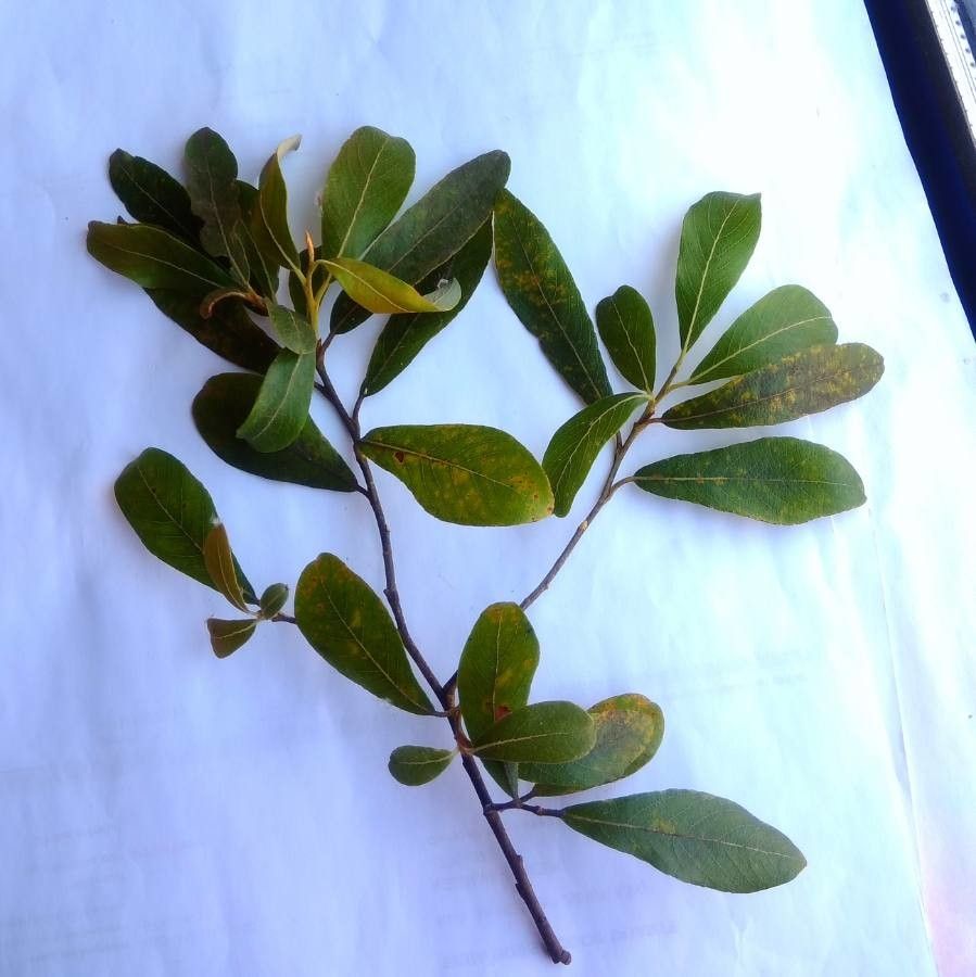 Gardenia urvillei leaf