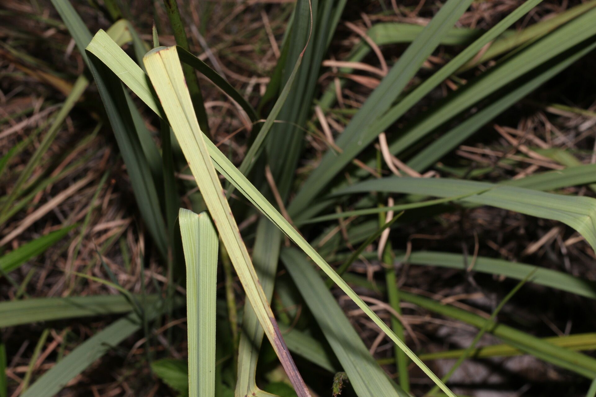 Schoenocaulon officinale — related species from the same genus