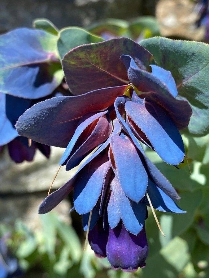 Cerinthe major flower