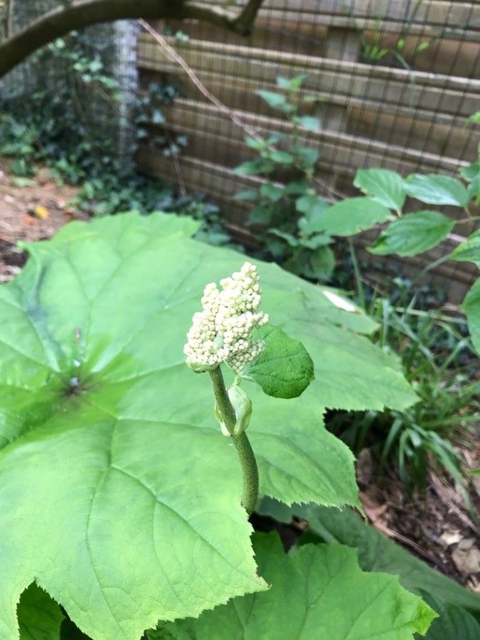 Astilboides tabularis flower