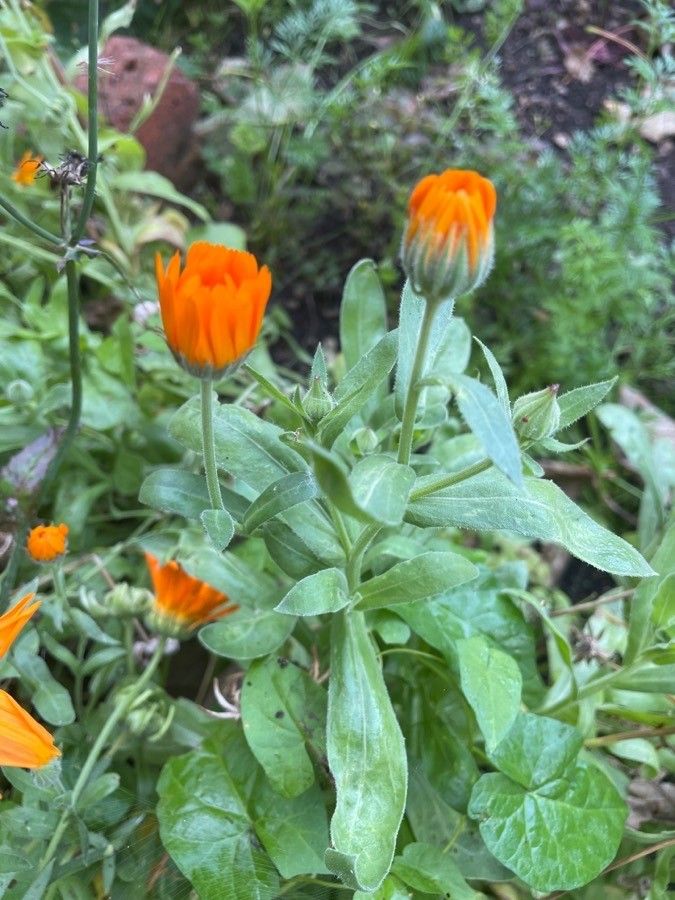 Calendula algeriensis leaf