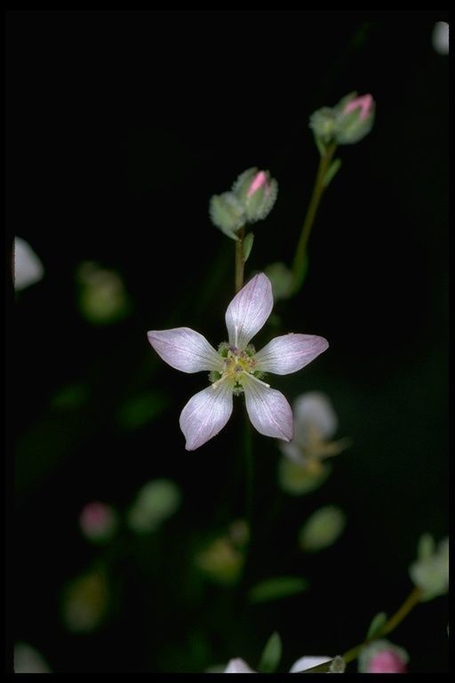 Hesperolinon congestum flower